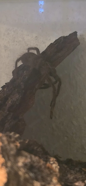 Theraphosa stirmi weiblich  Bild 2