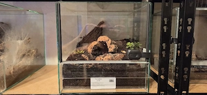 Theraphosa stirmi weiblich 