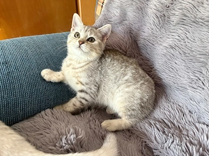 Baby Kitten BKH 14 Wochen