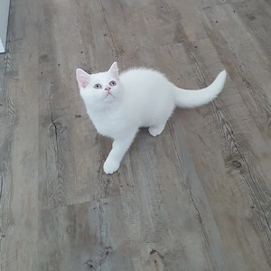 Bkh-Perser Mix Kitten 