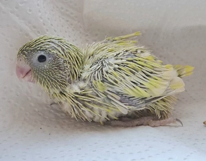 0.1 Sperlingspapageien in Mutation