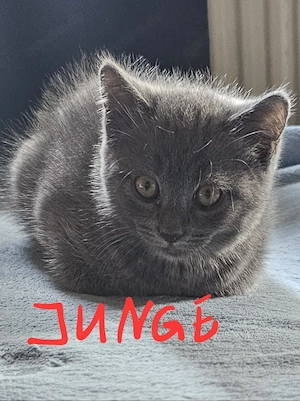 BKH mix kitten suchen Zuhause 