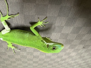 0.1 Brachylophus fasciatus (Fitschi Leguan)