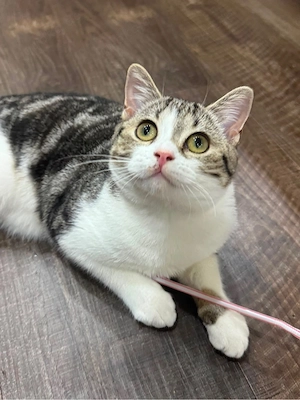 BKH mix kitten 
