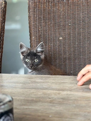 Reinrassige Maine coon Kitte Katze Mädchen