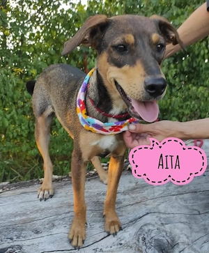 Aita, bildhübsche, sanfte, junge und liebe Hündin, Bracken Mix