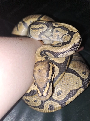 1.0 Hypo het desert ghost (Tausch) 