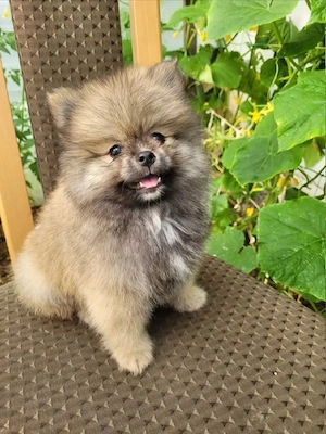 Pomeranian Zwergspitz 1 Rüde übrig