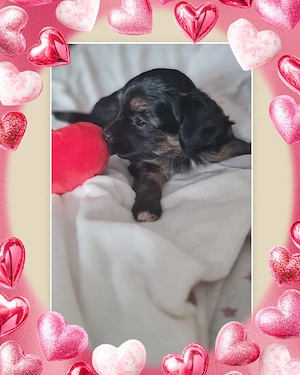 Malteser -Yorkshire Mix, Morkis