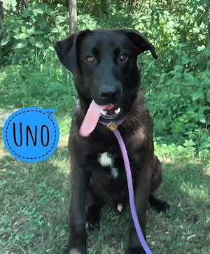 Uno, junger Labrador Bardino Mischling, ruhig, lieb und bildhübsch
