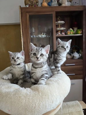 Bkh kitten wiskas  
