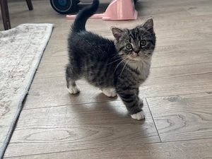 Reinrassige Britisch Kurzhaar (BKH) Kitten zu verkaufen 