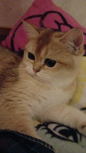 Süße BKH kitten sofort Abgabebereit Bild 10