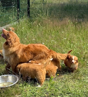 Nova Scotia Duck Tolling Retriever Welpen abzugeben Bild 2