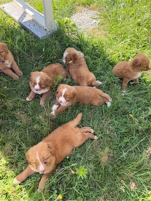 Nova Scotia Duck Tolling Retriever Welpen abzugeben Bild 4
