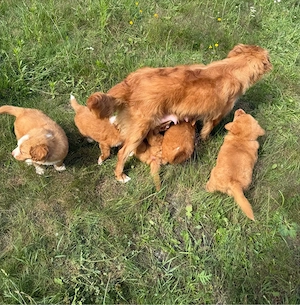 Nova Scotia Duck Tolling Retriever Welpen abzugeben Bild 3