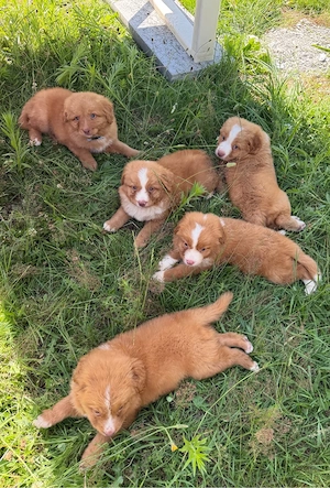 Nova Scotia Duck Tolling Retriever Welpen abzugeben Bild 7