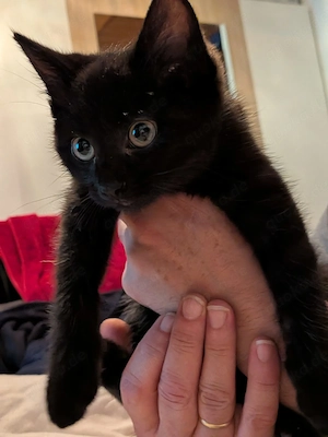2 süße baby katzen zu verkaufen 