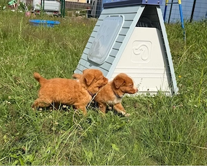 Nova Scotia Duck Tolling Retriever Welpen abzugeben Bild 8