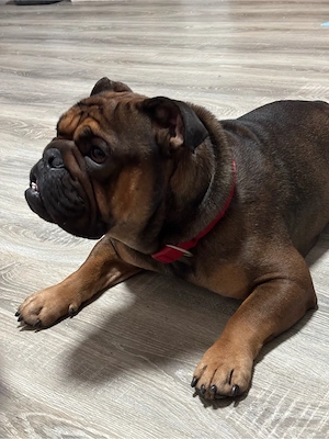 englische bulldoggen bub 