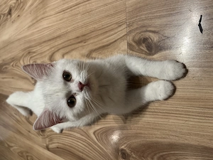 Wunderschönes BKH Kitten-Mädchen sucht ihr liebevolles Zuhause  Bild 3