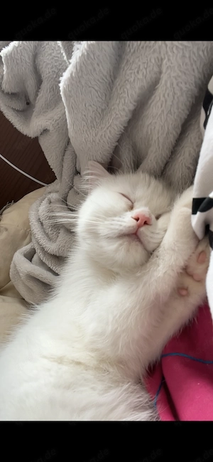 Wunderschönes BKH Kitten-Mädchen sucht ihr liebevolles Zuhause  Bild 2