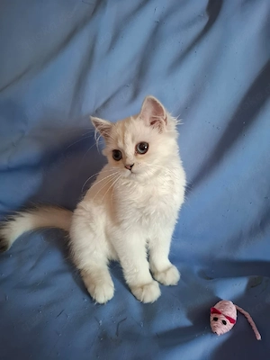 Zuckersüße BLH Kitten, black silver shaded point