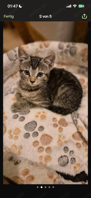 baby Hauskatze sucht ein neues zuhause