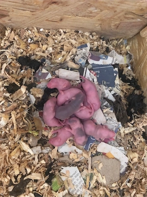 Bald wieder neue Farbmäuse 