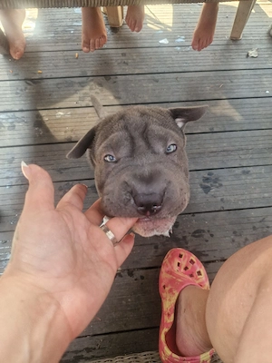 für immer zuhause gesucht für Nala