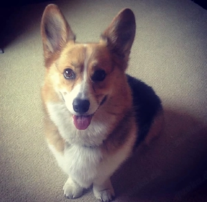 Bezaubernder Corgi-Welpe