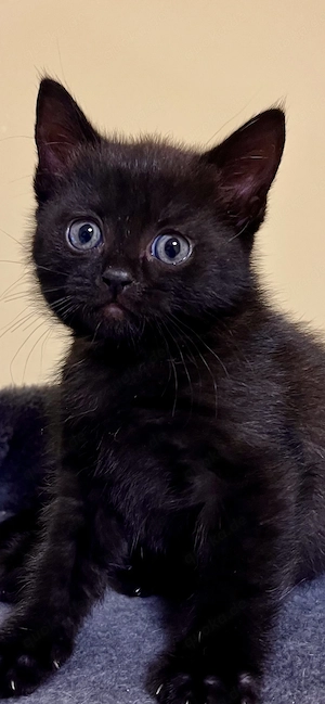 Britisch Kurzhaar mix kitten 