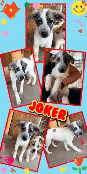 wunderschöner Welpenjunge "Joker" sucht ein liebevolles Zuhause
