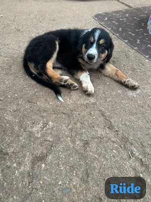 Border Collie Australien Shepherd welpen 