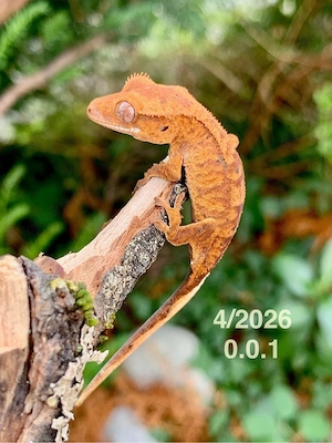 0.0.1 Correlophus Ciliatus (Kronengecko) OrangeTiger Gecko