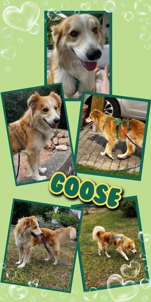 lieber, menschenbezogener, bildhübscher Rüde "Goose" sucht ein liebevolles Zuhause