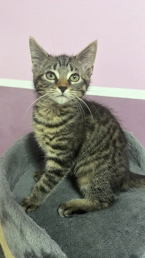 Ein Katzenbabys suchen ein liebevolles Zuhause     