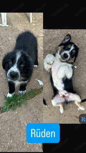 Border Collie Australien Shepherd welpen 