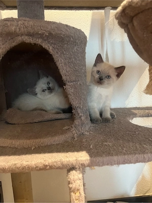 BKH Kitten abgabebereit (männlich)  Bild 8