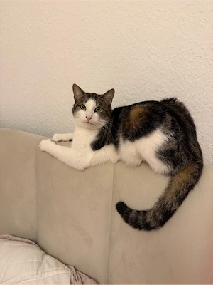 2 Kater europäisch Kurzhaar 