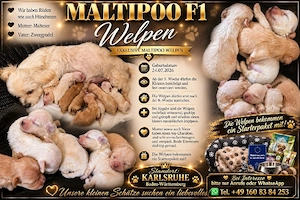 Maltipoo welpen  F1