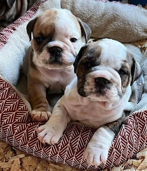 Englische Bulldogge Welpen