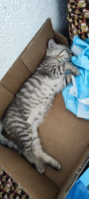 Katze 3 Monate 
