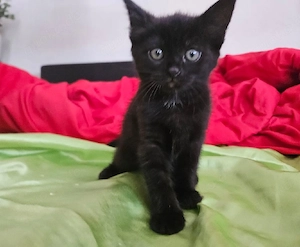 Katzenverkauf