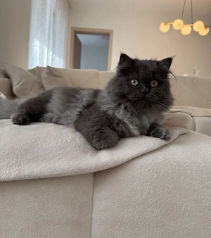 Deckkater BLH sucht katzendame