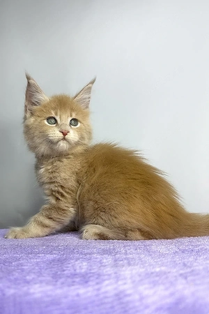 Wunderschöne, 3 Monate alte Maine Coon sucht ein Zuhause für immer.   