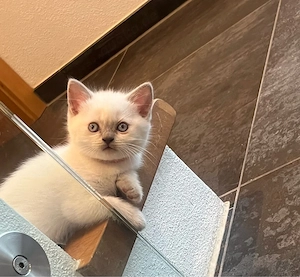 BKH Kitten 