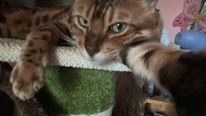Bengal Kater Reinrassig mit Stammbaum nicht kastriert 