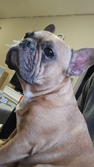 Hund sucht neue Familie 
