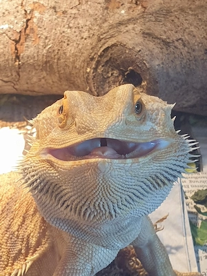 Bartagame 3 Jahre alt